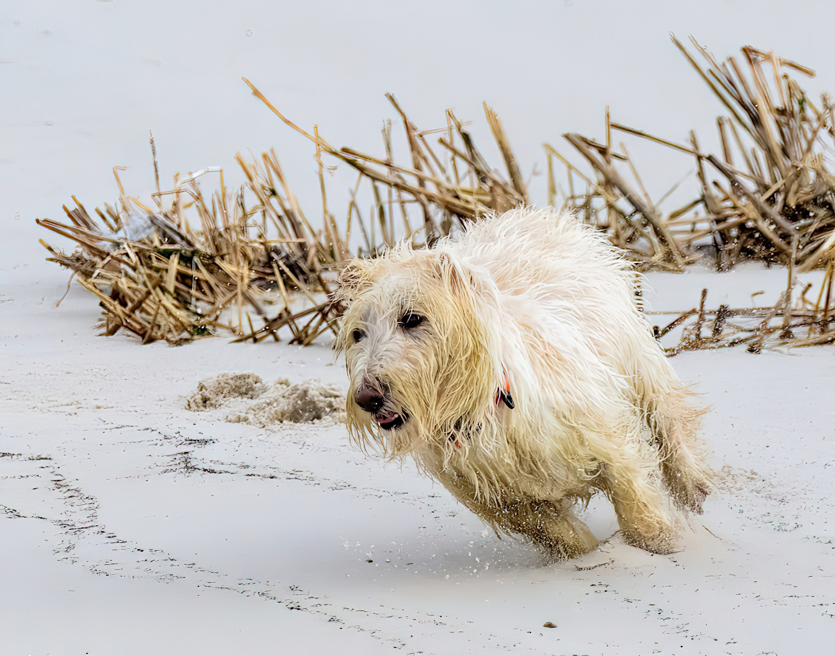 1st PrizeOpen Color In Class 2 By Stephen Licata For Sandy Paws SEP-2024.jpg